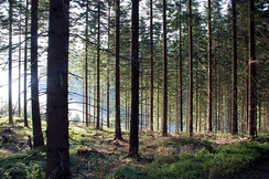 Der Wald in Österreich wächst pro Jahr um 2.300 Hektar - eine Entwaldungsverordnung macht hier überhaupt keinen Sinn.