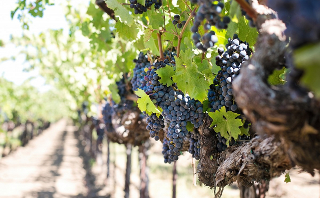 Das nationale Wein-Komitee plant umstrittene Änderungen bei der Weinabfüllung, was viele Produzenten in Schwierigkeiten bringen könnte.