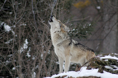 Immer mehr Nutztier-Risse durch Wölfe haben endlich eine Senkung des Schutzstatus des Wolfes durch die EU gebracht.