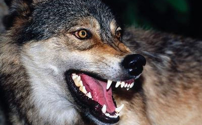 Ein Urteil des Europäischen Gerichtshofes schützt den Wolf mehr als Weidetiere - ein weiterer Schlag der EU gegen die Landwirtschaft.